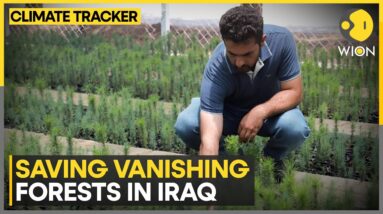 Iraq's Vanishing Forest: Nursery helps conserving trees & plants | WION Climate Tracker