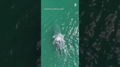 Humpback whale spotted swimming without tail