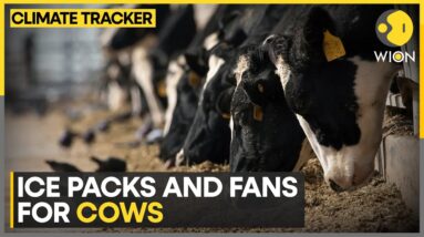 Japan's farmers keep cows cool in heat | WION Climate Tracker