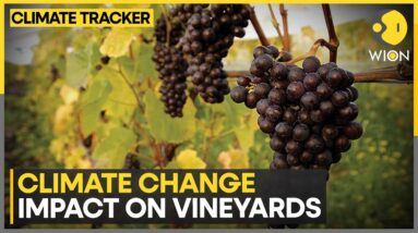 Impact of Climate Change on Vineyard: High temp force grapes to mature early | WION Climate Tracker