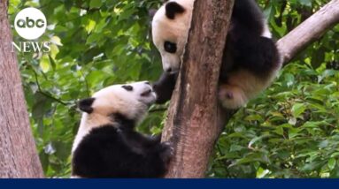 Panda diplomats make buzzy debut at San Diego Zoo