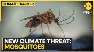 Spike in mosquito-borne illnesses | WION Climate Tracker | WION News