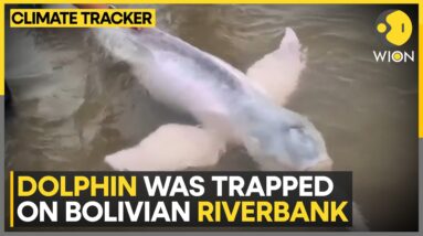 Stranded Pink Dolphin rescued in Bolivia | WION Climate Tracker