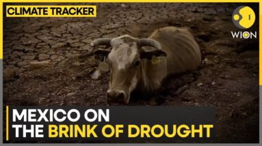 Drought in Mexico: Poor rains, farmer face tough times | WION Climate Tracker