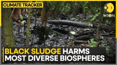 Outcry over oil drilling in Ecuadorian amazon | WION Climate Tracker | WION News