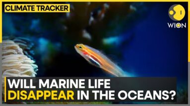 Acidic Oceans Threatening Life On Earth | WION Climate Tracker