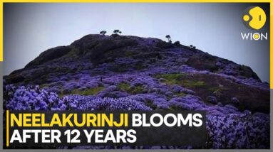 Neelakurinji Blossoms Again After 12  Years; Nilgiris Sees Huge Flow Of Tourists | India News | WION