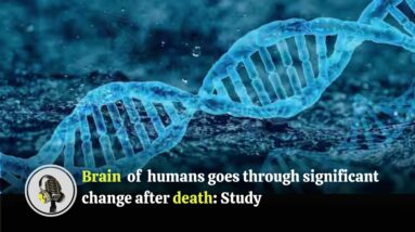 Brain of humans goes through significant change after death | WION Podcast