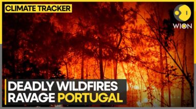 Portugal Declares State Of Calamity Amid Devastating Wildfires | WION Climate Tracker