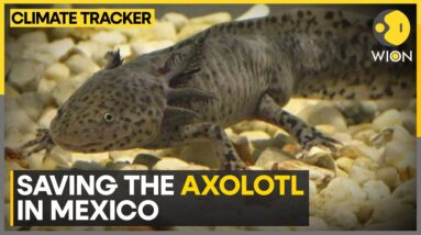 Axolotls: Immortal, yet going extinct | WION Climate Tracker | WION News