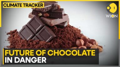 Climate change threatens chocolate supplies | WION Climate Tracker