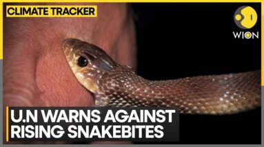 Climate Change A Culprit In Rising Snakebites, U.N. Warns Against It | WION Climate Tracker