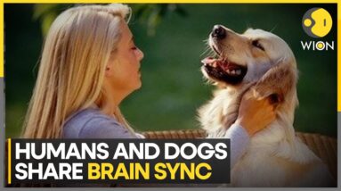 Brains of humans and dogs can sync with each other: decoding the allure of puppy eyes | WION