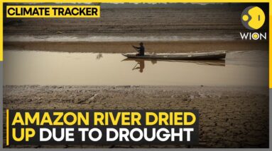 Dolphins in Amazon die due to shallow rivers | WION Climate Tracker