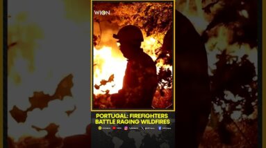 Portugal: Thousands of firefighters battle raging wildfires, Europe continues to burn | WION Shorts