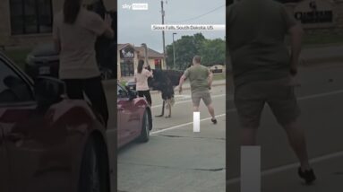 Escaped ostrich holds up traffic in South Dakota