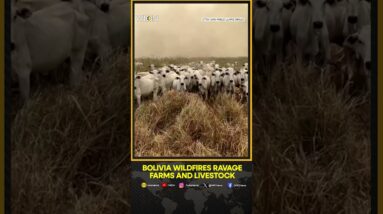 Bolivia wildfires ravage farms and livestock as ranchers battle flames | WION Shorts