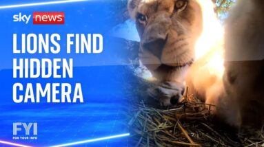 FYI: What happened when lions find a hidden camera?