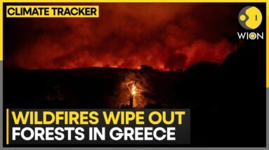 Greece debates: Replant forests or not? | WION Climate Tracker | WION