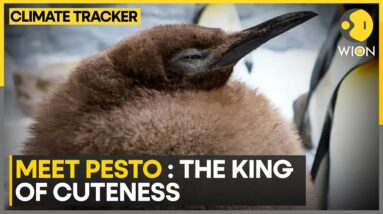 Heavyweight Penguin Chick Becomes Global Star | WION Climate Tracker | World News