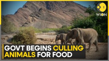 Namibia Hunger Crisis: Government to cull 700 animals | World News | WION