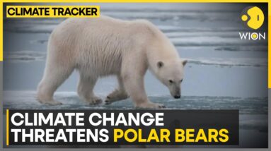 Hudson Bay Polar Bears May Not Survive Climate Change | WION Climate Tracker