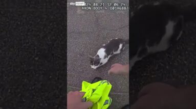 US Police officer rescues injured kitten