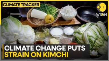 Warmer weather destroying Kimchi cabbage | WION Climate Tracker