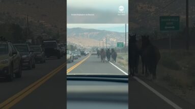 Wild horses flee Nevada fire