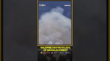 Wildfire destroys 20% of Brasilia forest | WION Shorts