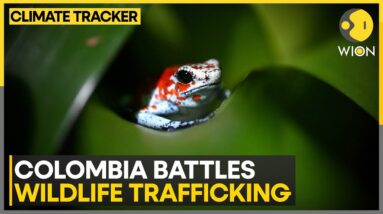 Lab Grown Frogs: Colombia's Response To Wildlife Trafficking | WION Climate Tracker