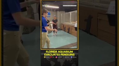 Florida: Penguins Moved To Higher Ground Ahead Of Hurricane Milton | WION Shorts