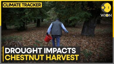 Greece: Months of Searing Heat Harms Greece's Chestnut Produce | WION Climate Tracker | WION