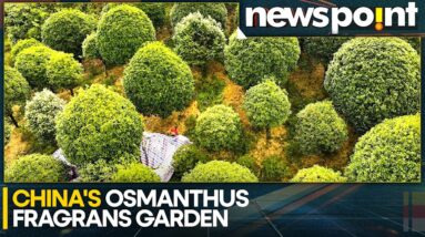 Discover the Beauty of Osmanthus Fragrans Garden In China | Newspoint | World News