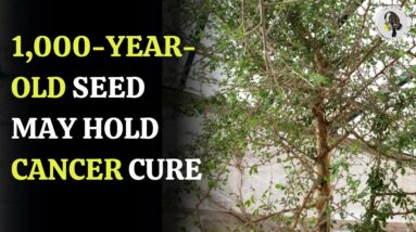 1,000-Year-Old Seed May Hold Cancer Cure | WION Podcast