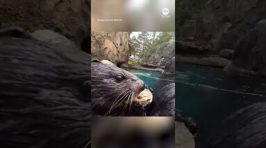 Adorable otters dine on shellfish at Oregon Zoo