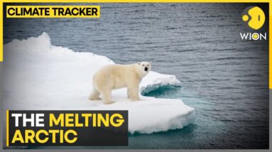 Arctic's Wildlife Stares At Bleak Future | Latest News | WION