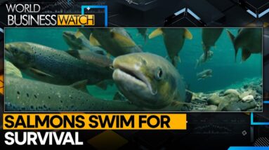 Are Salmons Swimming Into Extinction? | World Business Watch | WION