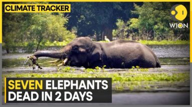 Bandhavgarh: Elephant Deaths Spark Concern | WION Climate Tracker | World News | WION