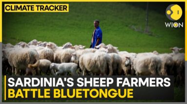 Sardinia's Sheep Farmers Battle Bluetongue; 3,000 Outbreaks Recorded So Far This Year | WION