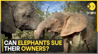 Can Elephants Sue For Their Freedom? | Latest News | WION