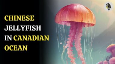 Chinese jellyfish in Canadian ocean | WION Podcast