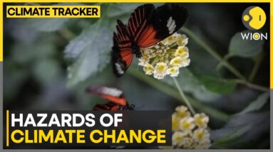 Climate Change Threatens Greece's Butterflies | WION Climate Tracker