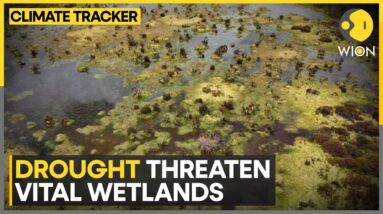 Colombia & Ecuador Save Wetlands | WION Climate Tracker | World News