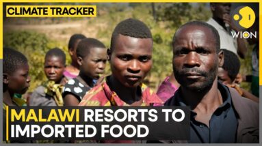 Drought-Hit Malawi Offers Food Relief | World News | WION Climate Tracker