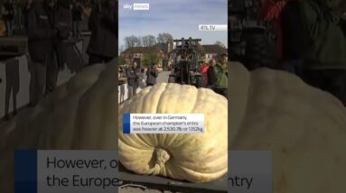 Exactly who has the heaviest pumpkin - Europe or the US? 🎃