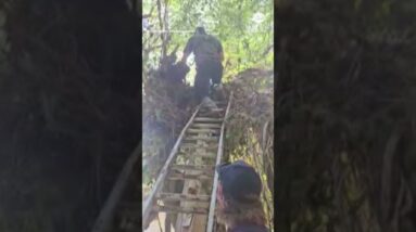 Firefighters rescue dog stranded in tree after Helene