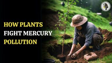 How Plants Fight Mercury Pollution | WION Podcast