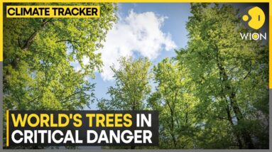 One In Three Tree Species At Risk Of Extinction | World Climate Tracker | WION