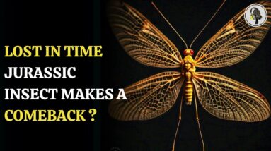 Lost In Time Jurassic Insect Makes A Comeback? | WION Podcast